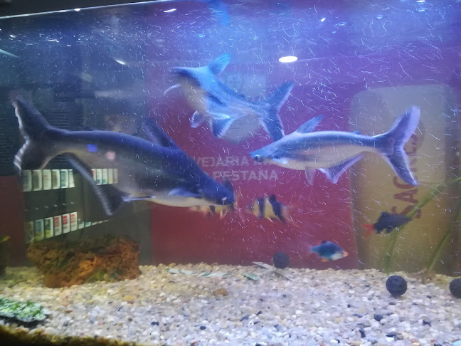 Comentarii opinii despre kim bar o pestana