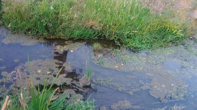 Restaurante "O Pesquisa" - Prato do dia - Gastronomia e hotelaria