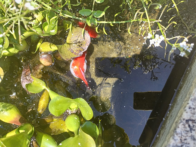 Comentarii opinii despre Padaria Confeitaria Lion's